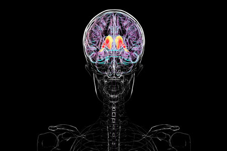 Human brain with highlighted caudate nucleus, 3D illustration. A deep gray matter structure involved...