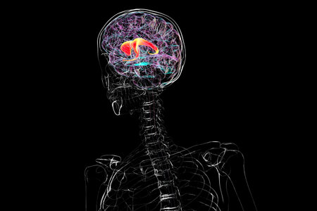 Human brain with highlighted caudate nucleus, 3D illustration. A deep gray matter structure involved...
