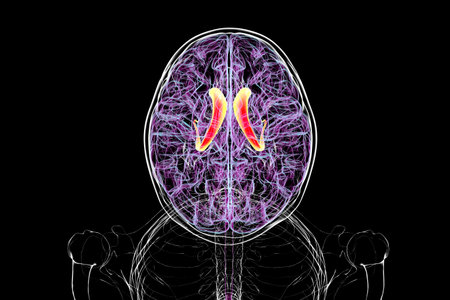 Human brain with highlighted caudate nucleus, 3D illustration. A deep gray matter structure involved...