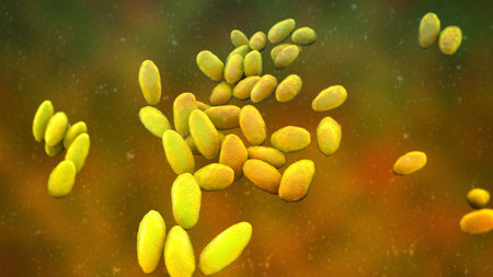 Brucella anthropi, formerly Ochrobactrum anthropi, an emerging opportunistic pathogen capable of...