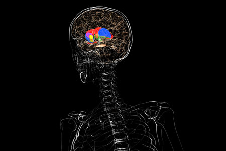 Human brain with caudate nucleus (red), thalamus (green), putamen (blue), and globus pallidus...