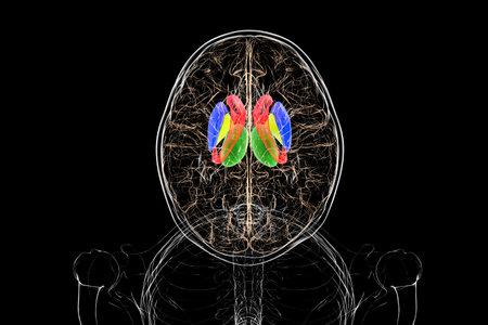 Human brain with caudate nucleus (red), thalamus (green), putamen (blue), and globus pallidus...