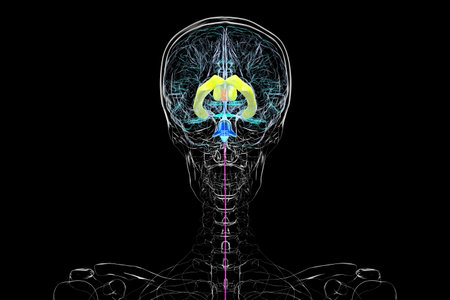 Human brain with colored ventricles, 3D illustration: lateral (yellow), third (orange), fourth...