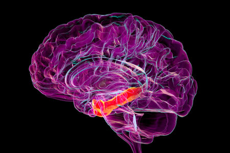 Human brain mid-section with highlighted parahippocampal gyrus, a key structure in memory encoding,...