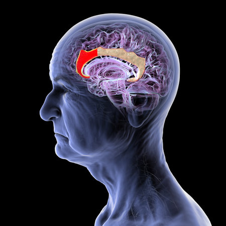 Elderly human brain, mid-sagittal view with anterior cingulate cortex highlighted in red, key in...