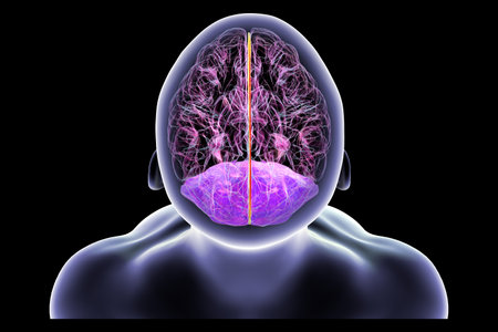 Human brain with highlighted falx cerebri and tentorium cerebelli, major dural folds separating...