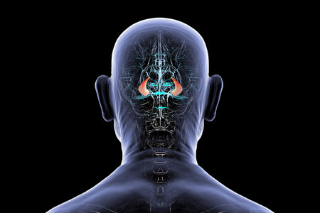 Senior man's brain with highlighted hippocampus, a key structure involved in memory, learning, and...