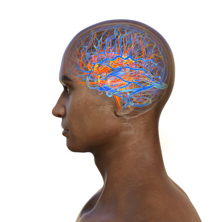 Human brain with highlighted blood vessels: arteries in red and veins in blue, showing detailed...
