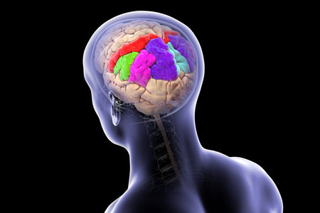 Brain parietal gyri: postcentral (red), superior parietal lobule (dark blue), inferior parietal...