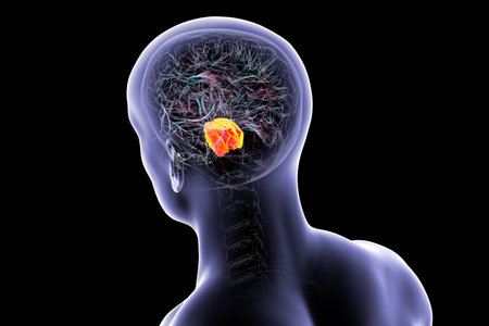Human brain with the pons highlighted in orange, responsible for regulating breathing, sleep, and...