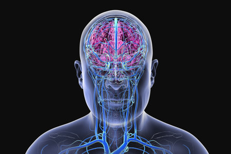 Veins of the human brain, 3D illustration.