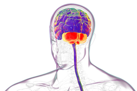 Human brain with highlighted cerebellum, 3D illustration. Cerebellum is responsible for...