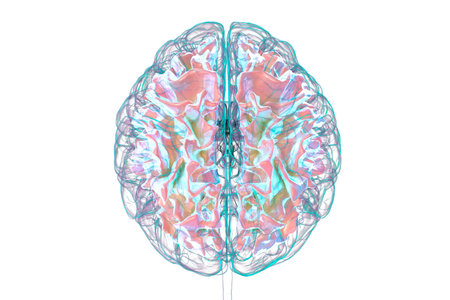 Human brain with highlighted white matter, 3D illustration. White matter facilitates neural...