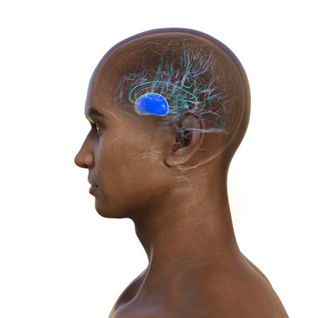 Human brain with highlighted putamen (in blue), a key basal ganglia structure involved in motor...