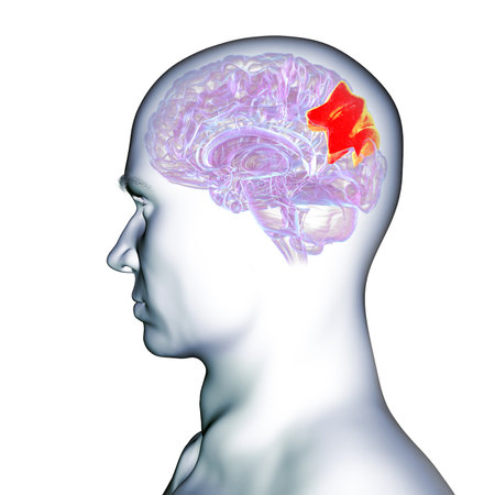 Human brain with highlighted precuneus gyrus, 3D illustration. Region involved in memory, self-awareness, and visuospatial processing.の写真素材