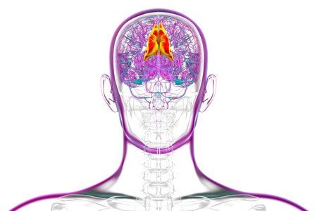 Human brain with highlighted precuneus gyrus, 3D illustration. Region involved in memory, self-awareness, and visuospatial processing.の写真素材