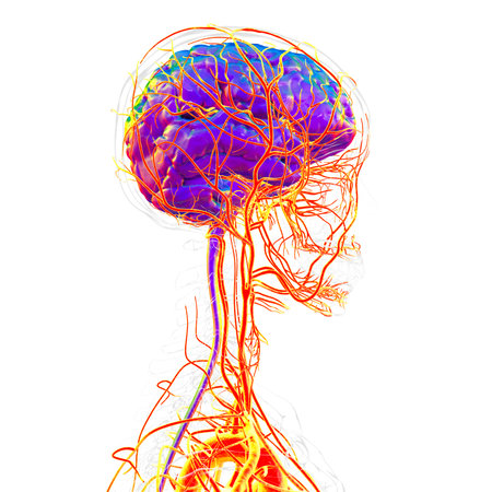 Arterial blood supply of the human brain, 3D illustration.の写真素材