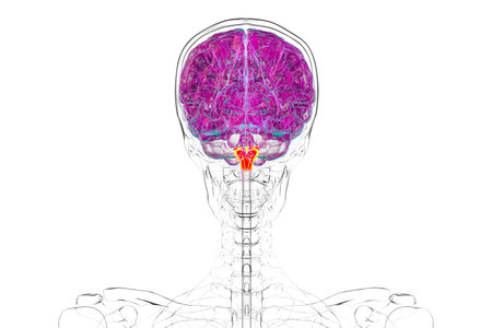 Medulla oblongata highlighted in human brain, 3D illustration. This controls breathing, heartbeat,...