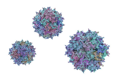 Adeno-associated viruses, 3D illustration shows a non-enveloped icosahedral capsid composed of VP1, VP2 and VP3 proteins characteristic of dependoparvoviruses requiring helper viruses for replication.の写真素材