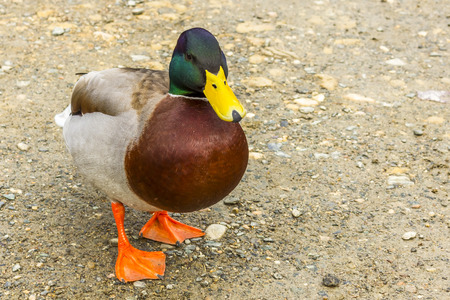 mallard wild male duck