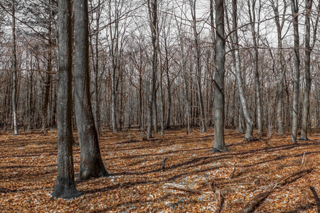 Rambouillet forest during the fall season at Franceの写真素材
