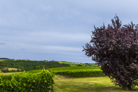 vineyard field at Saint Genes de Lombaud near Bordeaux in Franceの写真素材
