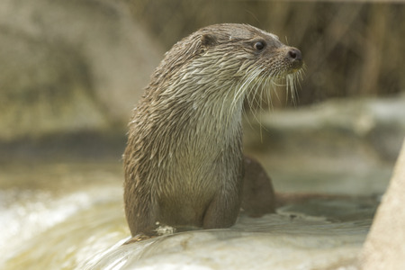 european otter portrait in Paris Zooの写真素材