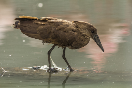 Hamerkop looking for food in the water at Paris Zoological Parkの写真素材