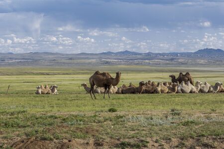 group of bactrian cammels at the steppes of Mongoliaの写真素材