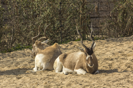 Two Addax lying down at Paris Zoological Parkの写真素材