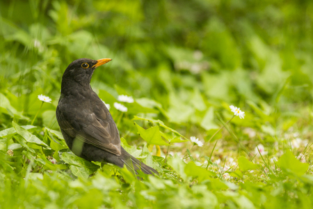 Common Blackbird portrait with dirt in its beak after being looking for food in the ground, at the Vincennes forest in Paris, Franceの写真素材