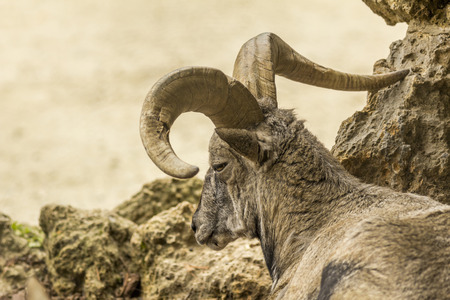 Male Bharal or Himalayan Blue Sheep lying downの写真素材