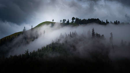 Landscape with fog in mountains and rows of trees