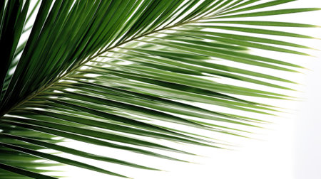 Green leaves of palm tree isolated on white background