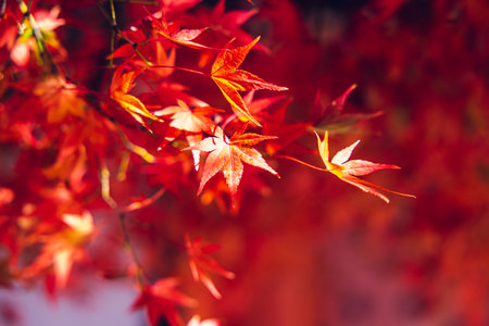 Colorful autumn leaves on a rainy day at Kitano Tenmangu Shrine in Kyoto, Japan.の写真素材