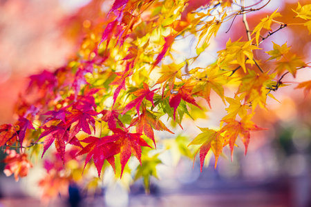 Colorful autumn leaves on a rainy day at Kitano Tenmangu Shrine in Kyoto, Japan.の写真素材