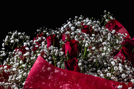 Roses and hazel on black background under spotlight. Concept photos for wedding anniversaries, entrance ceremonies, and acceptance announcements.の写真素材