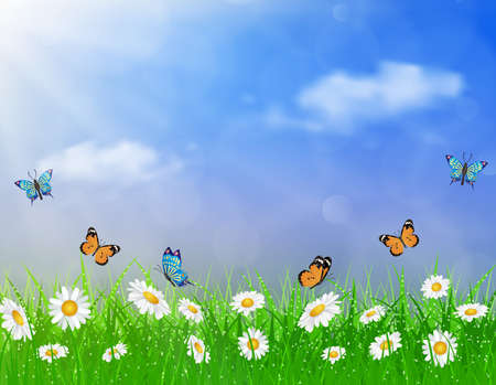 daisy vector background  summer design flower green garden nature illustration. Spring background of blue sky with grass and butterfly, daisies and bokeh lights.のイラスト素材