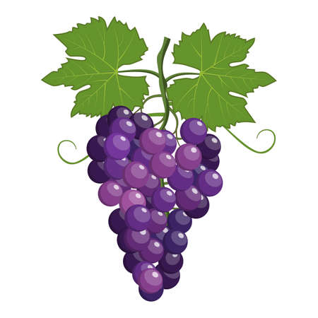 Fresh bunch of grapes purpleのイラスト素材