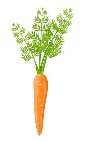 Carrot vegetable isolated on white.のイラスト素材