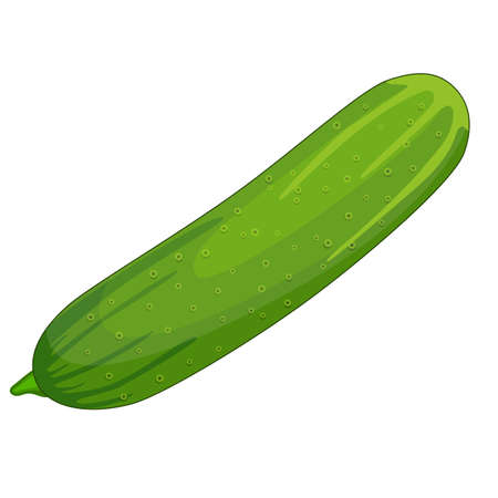 fresh cucumber vegetable isolated iconのイラスト素材