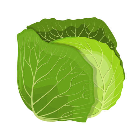 Fresh green cabbage vegetableのイラスト素材