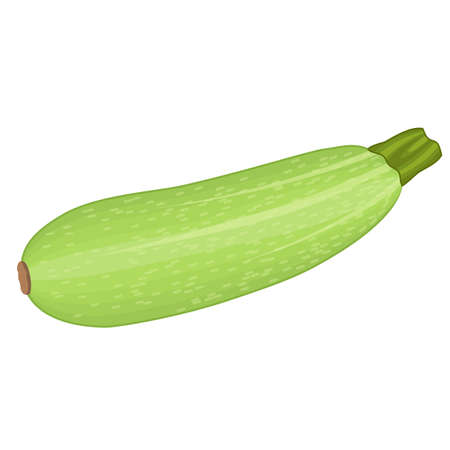 Fresh Vegetable marrowのイラスト素材