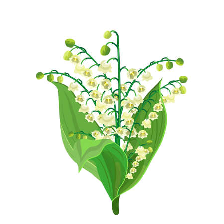 Lily Of The Valley icon. Vector illustration in flat design.のイラスト素材