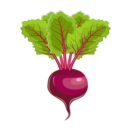 beet with leaves icon. Farm fresh beet product emblem for grocery shop, vegetarian vegetable.のイラスト素材