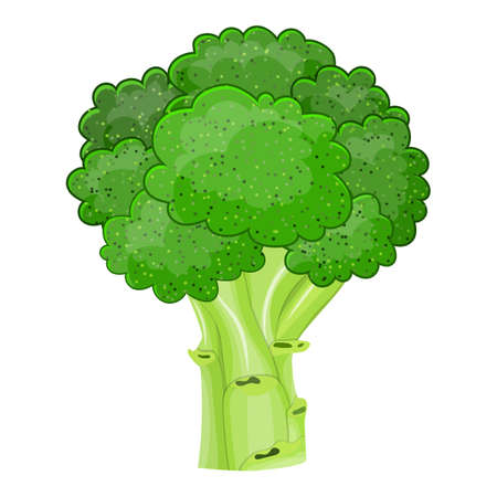 Fresh Vegetable broccoli isolated icon. broccoli for farm market, vegetarian salad recipe design.のイラスト素材