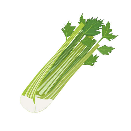 Fresh Vegetable Celery isolated icon. Celery for farm market, vegetarian salad recipe design.のイラスト素材