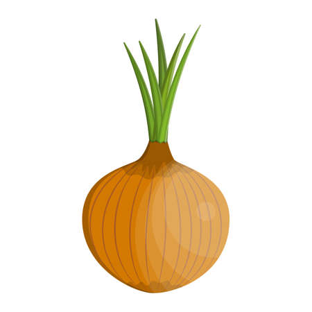 Fresh Vegetable Onion isolated icon. Onion for farm market, vegetarian salad recipe design. vector illustration in flat styleのイラスト素材
