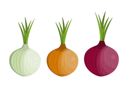 set Fresh Vegetable Onion isolated icon. Onion for farm market, vegetarian salad recipe design. vector illustration in flat styleのイラスト素材