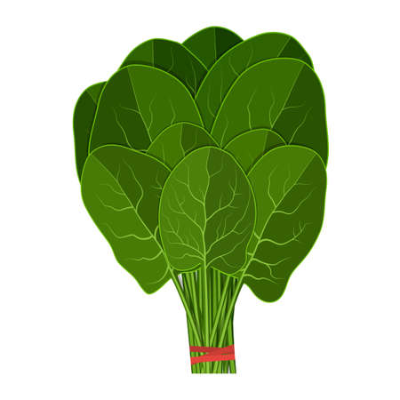Bunch of fresh spinach close up. Green raw spinach leaves isolated on white background.のイラスト素材